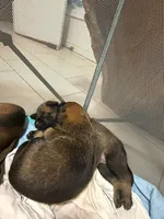 Puppies , a male Belgian Malinois for sale in Ontario, CA – 2 of 9