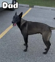 Puppies , a male Belgian Malinois for sale in Ontario, CA – 6 of 9