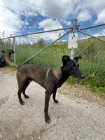 Puppies , a male Belgian Malinois for sale in Ontario, CA – 5 of 9