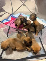 Puppies , a male Belgian Malinois for sale in Ontario, CA – 7 of 9