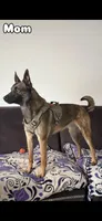 Puppies , a male Belgian Malinois for sale in Ontario, CA – 8 of 9