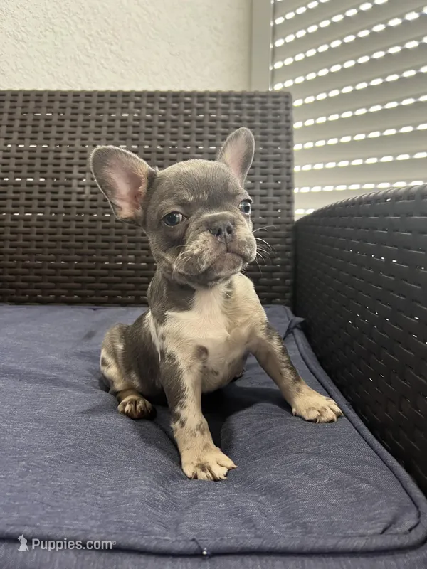 Frenchie – French Bulldog puppy for sale in Lehigh Acres, FL
