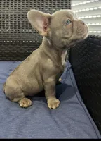 Frenchie, a male French Bulldog for sale in Lehigh Acres, FL – Photo 3 of 4