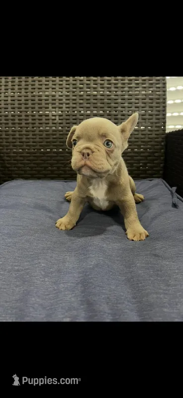 Frenchie – French Bulldog puppy for sale in Lehigh Acres, FL