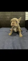 Frenchie, a male French Bulldog for sale in Lehigh Acres, FL – Photo 1 of 4