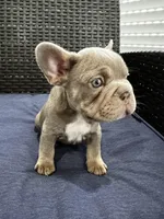 Frenchie, a male French Bulldog for sale in Lehigh Acres, FL – Photo 2 of 4