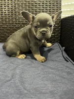 Frenchie, a male French Bulldog for sale in Lehigh Acres, FL – Photo 4 of 4