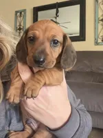 Turbo, a male Miniature Dachshund for sale in Victorville, CA – Photo 3 of 5