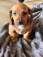 Turbo, a male Miniature Dachshund for sale in Victorville, CA – Photo 1 of 5