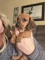 Turbo, a male Miniature Dachshund for sale in Victorville, CA – Photo 2 of 5