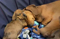 Tank, a male Miniature Dachshund for sale in Victorville, CA – Photo 2 of 6