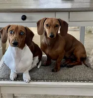 Tank, a male Miniature Dachshund for sale in Victorville, CA – Photo 6 of 6