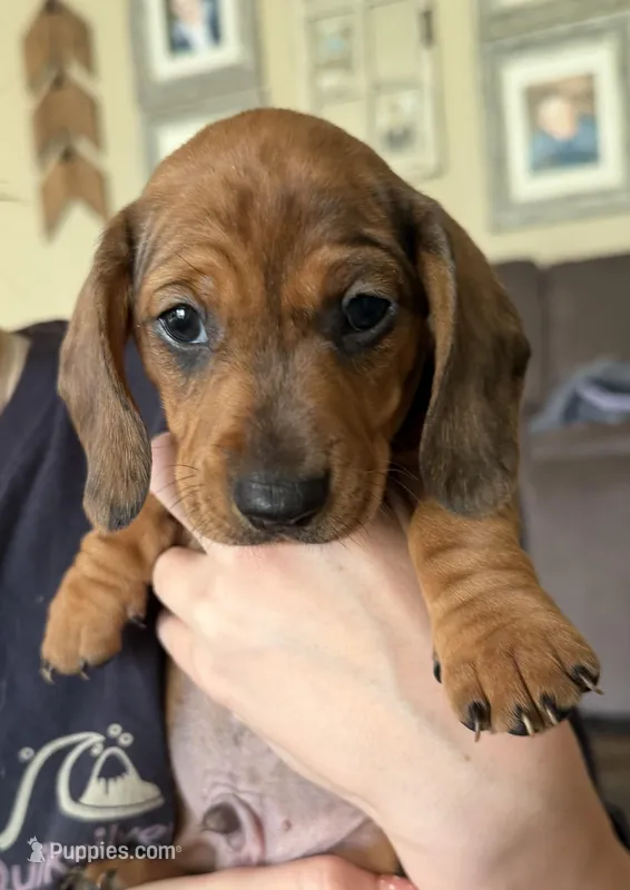 Tank – Miniature Dachshund puppy for sale in Hesperia, CA