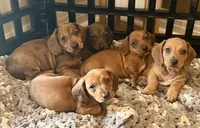 Tank, a male Miniature Dachshund for sale in Victorville, CA – Photo 5 of 6