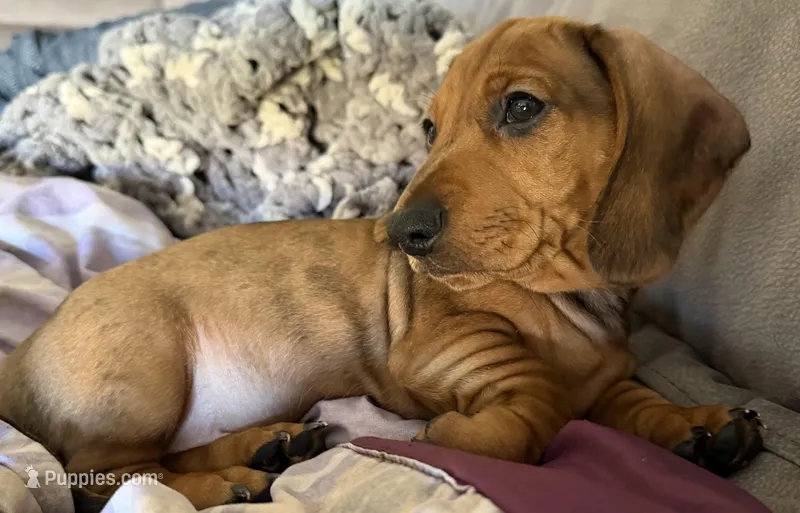 Tank – Miniature Dachshund puppy for sale in Hesperia, CA