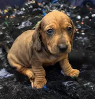 Tank, a male Miniature Dachshund for sale in Victorville, CA – Photo 1 of 6