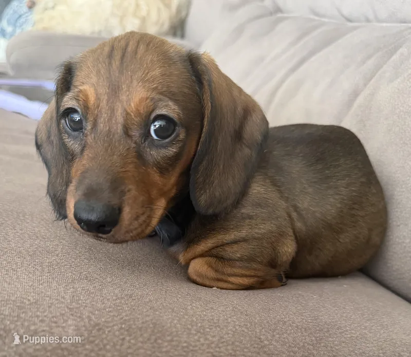 Puma – Miniature Dachshund puppy for sale in Hesperia, CA