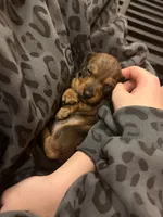 Puma, a female Miniature Dachshund for sale in Victorville, CA – Photo 2 of 4