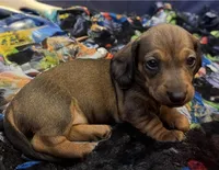 Puma, a female Miniature Dachshund for sale in Victorville, CA – Photo 1 of 4