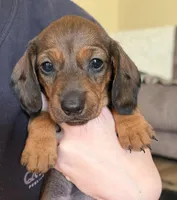 Puma, a female Miniature Dachshund for sale in Victorville, CA – Photo 3 of 4