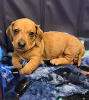 Tiger, a male Miniature Dachshund for sale in Victorville, CA – Photo 1 of 3