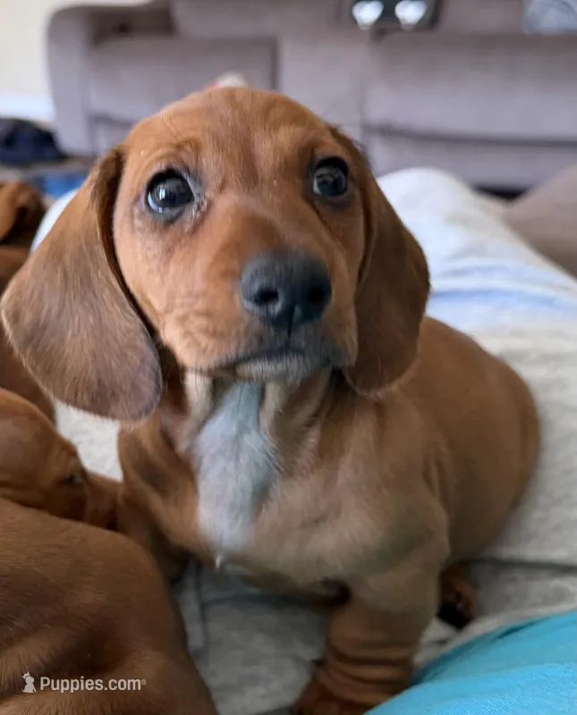 Peanut – Miniature Dachshund puppy for sale in Hesperia, CA