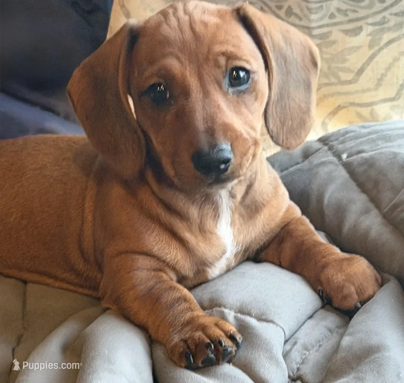 Peanut – Miniature Dachshund puppy for sale in Hesperia, CA