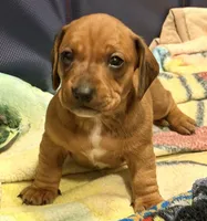 Peanut, a female Miniature Dachshund for sale in Victorville, CA – Photo 1 of 5