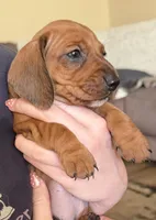 Peanut, a female Miniature Dachshund for sale in Victorville, CA – Photo 2 of 5