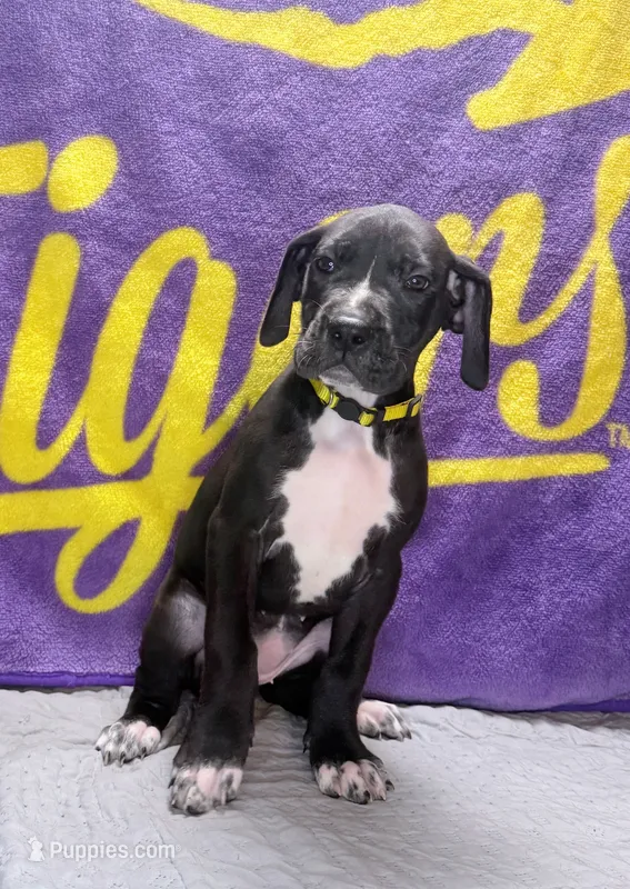 Pearl  – Great Dane puppy for sale in Sorrento, LA