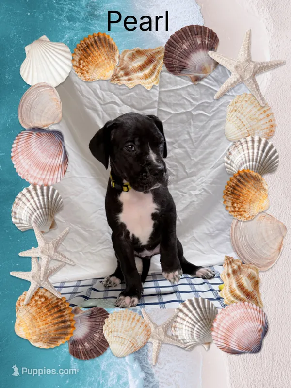 Pearl  – Great Dane puppy for sale in Sorrento, LA