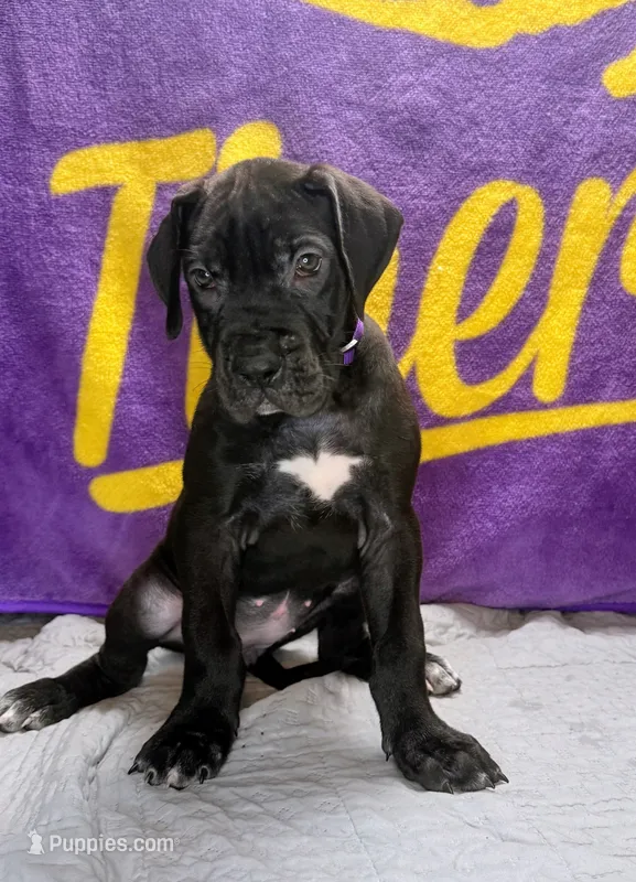 Jade  – Great Dane puppy for sale in Sorrento, LA