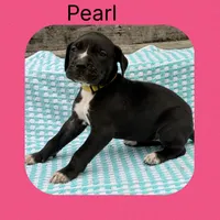 Pearl , a female Great Dane for sale in Sorrento, LA – 2 of 2