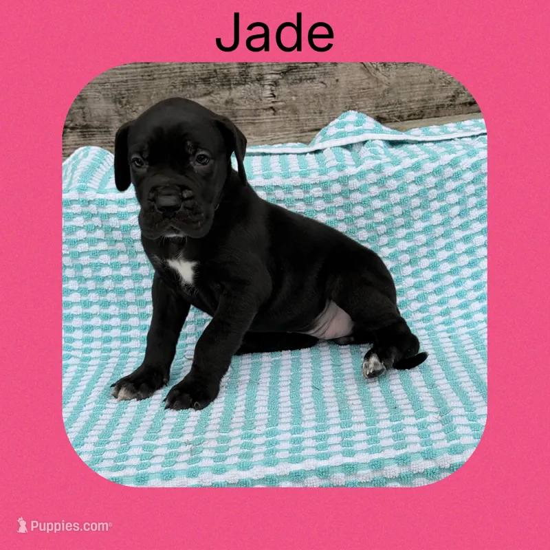 Jade  – Great Dane puppy for sale in Sorrento, LA