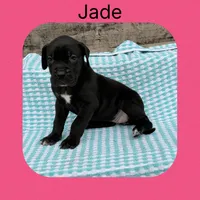Jade , a female Great Dane for sale in Sorrento, LA – 1 of 1
