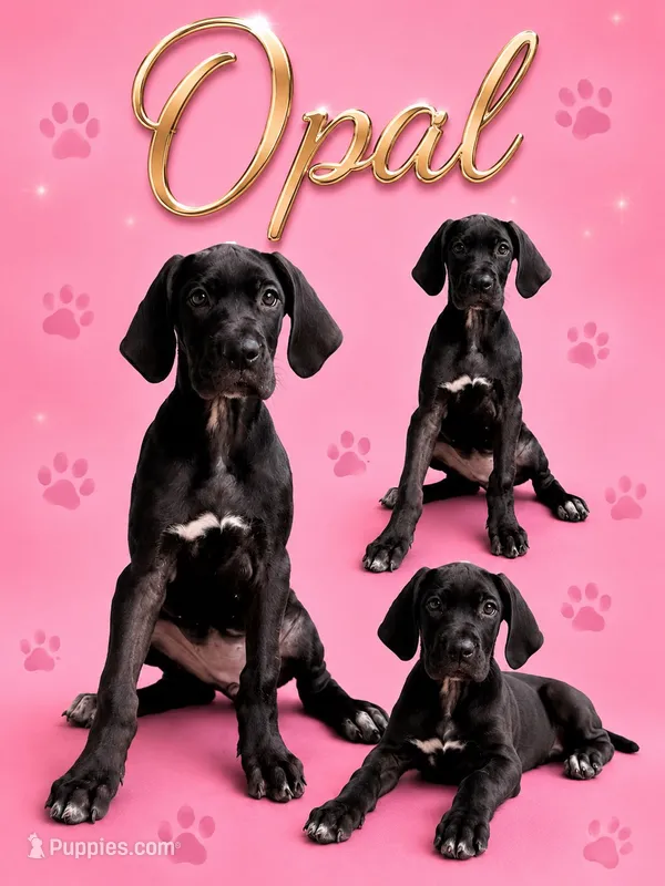 Opal  – Great Dane puppy for sale in Sorrento, LA