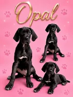 Opal , a female Great Dane for sale in Sorrento, LA – 1 of 1