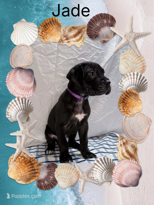 Jade  – Great Dane puppy for sale in Sorrento, LA