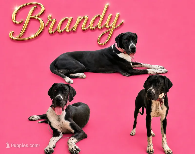Brandy  – Great Dane puppy for sale in Sorrento, LA