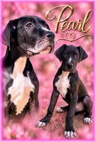 Pearl , a female Great Dane for sale in Sorrento, LA – 2 of 2