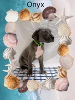 Onyx , a male Great Dane for sale in Sorrento, LA – 1 of 1