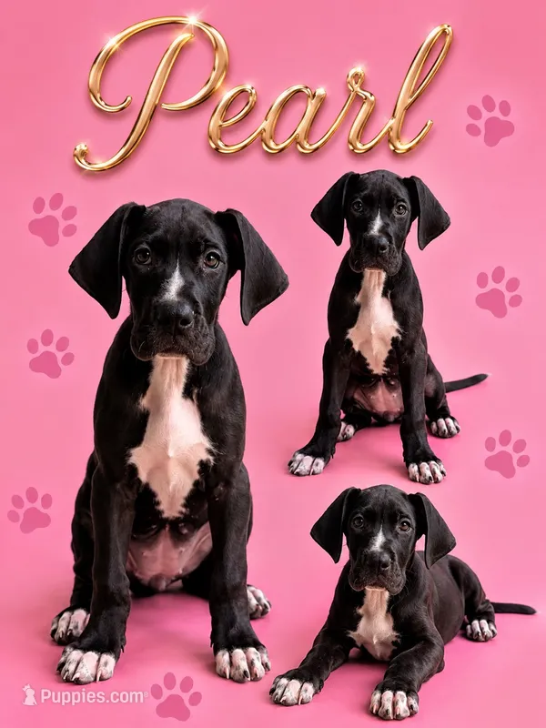 Pearl  – Great Dane puppy for sale in Sorrento, LA