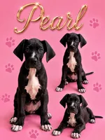 Pearl , a female Great Dane for sale in Sorrento, LA – 1 of 2