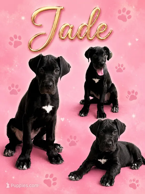 Jade  – Great Dane puppy for sale in Sorrento, LA