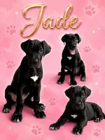 Jade , a female Great Dane for sale in Sorrento, LA – 1 of 1