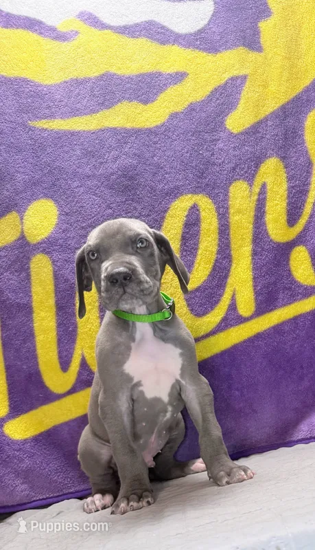 Onyx  – Great Dane puppy for sale in Sorrento, LA