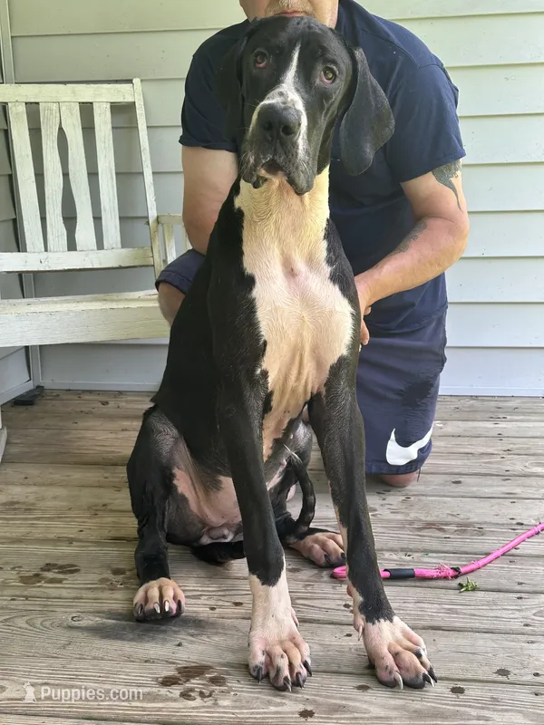 Kahlua  – Great Dane puppy for sale in Sorrento, LA