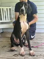 Kahlua , a female Great Dane for sale in Sorrento, LA – 1 of 1