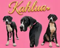 Kahlua , a female Great Dane for sale in Sorrento, LA – 1 of 1