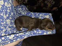 Dapple, a female Dachshund for sale in Ellabell, GA – Photo 5 of 10